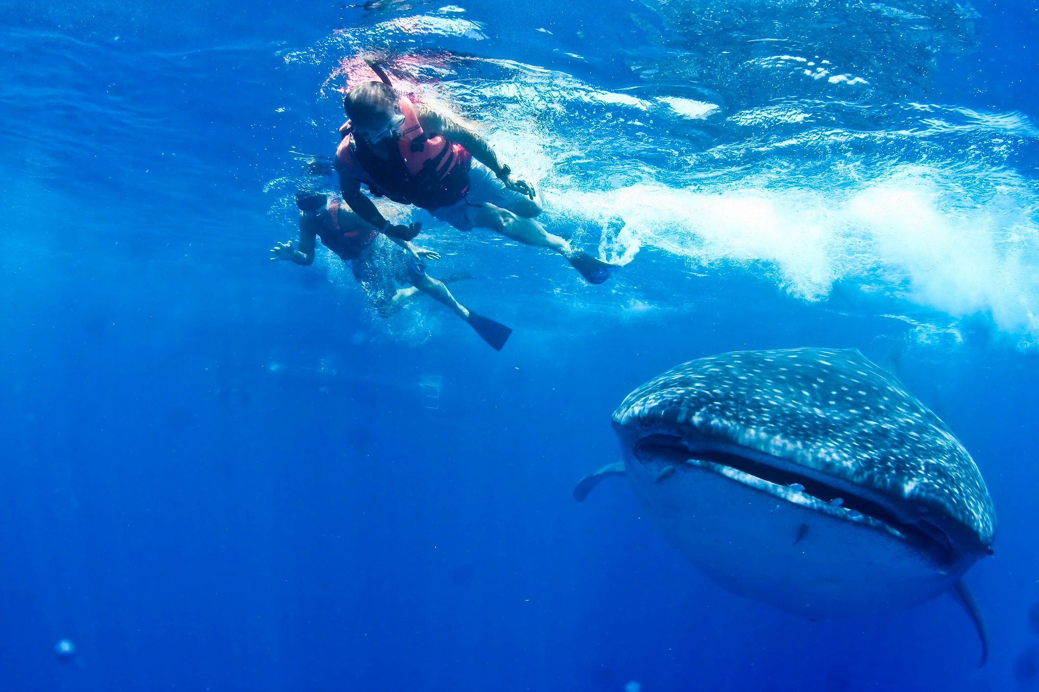 1 Guest Swim With Whale Sharks Cancun Tour Deposit